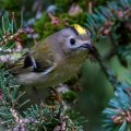 Wintergoldhähnchen (Regulus regulus)