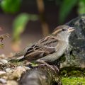 Haussperling (Passer domesticus) Weibchen