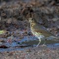 Singdrossel (Turdus philomelos)