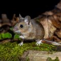 Waldmaus (Apodemus sylvaticus)