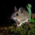 Waldmaus (Apodemus sylvaticus)