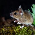 Waldmaus (Apodemus sylvaticus)