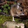 Waldmaus (Apodemus sylvaticus)