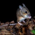 Waldmaus (Apodemus sylvaticus)