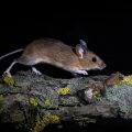 Waldmaus (Apodemus sylvaticus)