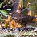 Amsel (Turdus merula)