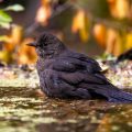 Amsel (Turdus merula)