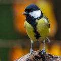 Kohlmeise (parus major)