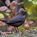Amsel (Turdus merula)