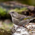 Grünfink (Carduelis chloris)
