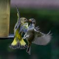 Grünfink (Carduelis chloris) streitet mit Haussperling - KI Unterstützung