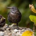 Amsel (Turdus merula)