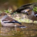 Kernbeißer (Coccothraustes coccothraustes)