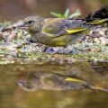 Grünfink (Carduelis chloris)