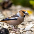 Kernbeißer (Coccothraustes coccothraustes)