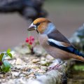 Kernbeißer (Coccothraustes coccothraustes)