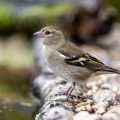 Buchfink (Fringilla coelebs) Weibchen
