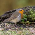 Rotkehlchen (Erithacus rubecula)