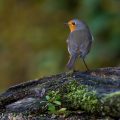 Rotkehlchen (Erithacus rubecula)