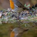 Rotkehlchen (Erithacus rubecula)