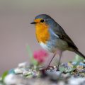 Rotkehlchen (Erithacus rubecula)