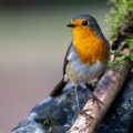 Rotkehlchen (Erithacus rubecula)