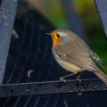 Rotkehlchen (Erithacus rubecula)