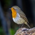 Rotkehlchen (Erithacus rubecula)