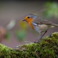 Rotkehlchen (Erithacus rubecula)