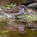 Haussperling (Passer domesticus) Männche