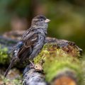 Haussperling (Passer domesticus) Weibchen