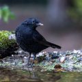 Amsel (Turdus merula)