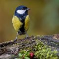 Kohlmeise (parus major)