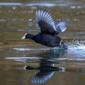 Bläßhuhn (Fulica atra)