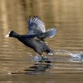 Bläßhuhn (Fulica atra)
