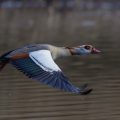 Nilgans (Alopochen aegyptiacus)