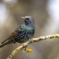 Star (Sturnus vulgaris)