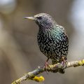 Star (Sturnus vulgaris)