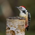 Mittelspecht (Leiopicus medius)