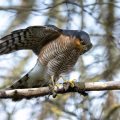 Sperber (Accipiter nisus)