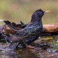 Star (Sturnus vulgaris)