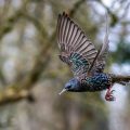 Star (Sturnus vulgaris)