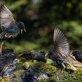 Stare (Sturnus vulgaris) streiten sich