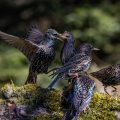 Stare (Sturnus vulgaris) streiten sich