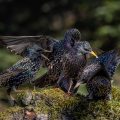 Stare (Sturnus vulgaris) streiten sich