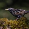 Star (Sturnus vulgaris)