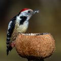 Mittelspecht (Leiopicus medius)