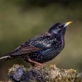 Star (Sturnus vulgaris)