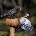 Buntspecht streitet mit Star