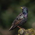 Star (Sturnus vulgaris)